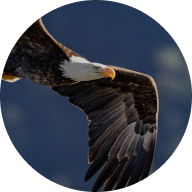 Eagle_Donate