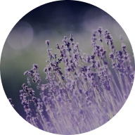 Volunteer-lavender